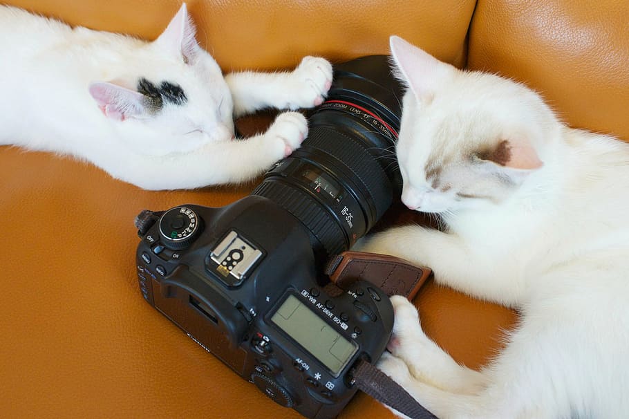 black DSLR camera on orange sofa between two white cats, canon HD wallpaper