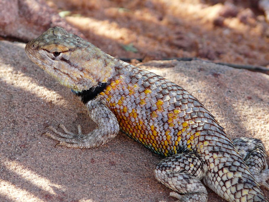 iguana, desert iguana, animal, scale, reptile, animal wildlife, HD wallpaper