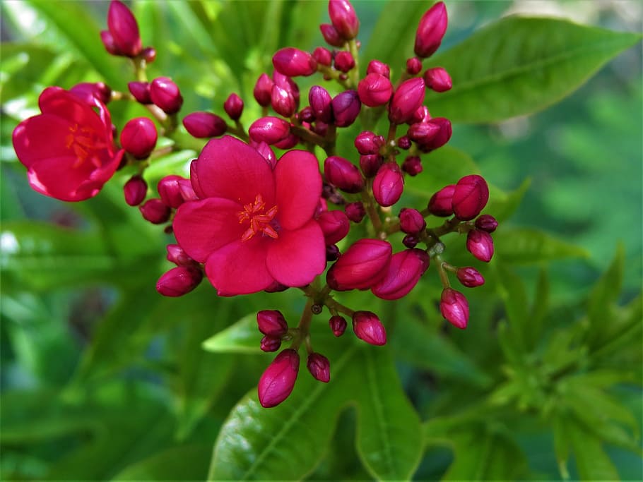 flowers, red, green, yellow, garden, plant, growth, close-up HD wallpaper