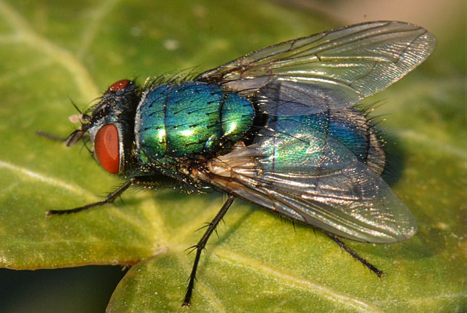 animal, fly, bug, wings, macro, insect, animal themes, one animal HD wallpaper