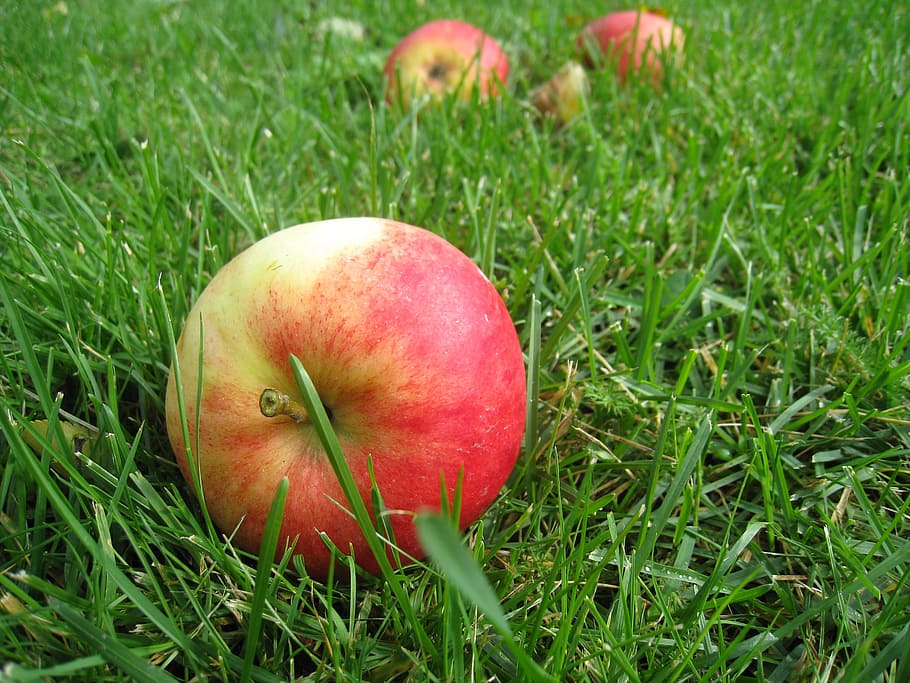 Apples, Grass, Fall, Fruit, fall fruit, green, summer time HD wallpaper