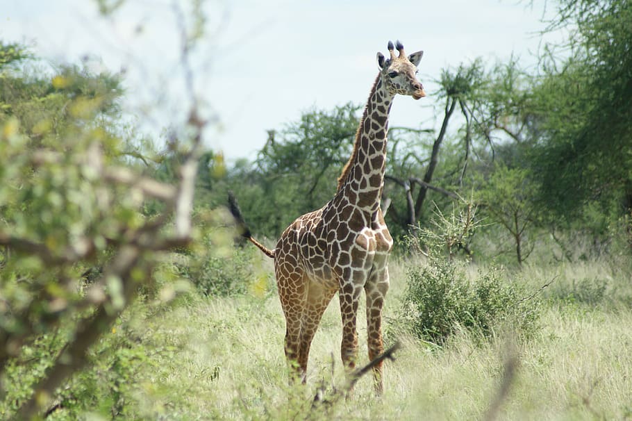 Giraffe, Africa, Wildlife, Nature, safari, animal, travel, park HD wallpaper