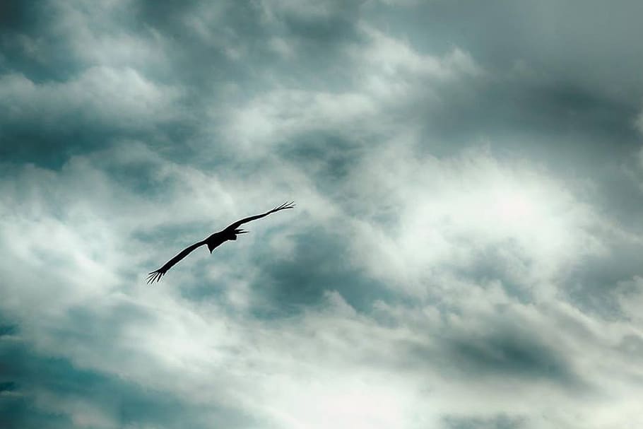 bird, flying, soaring, sky, clouds, flight, animal, nature HD wallpaper
