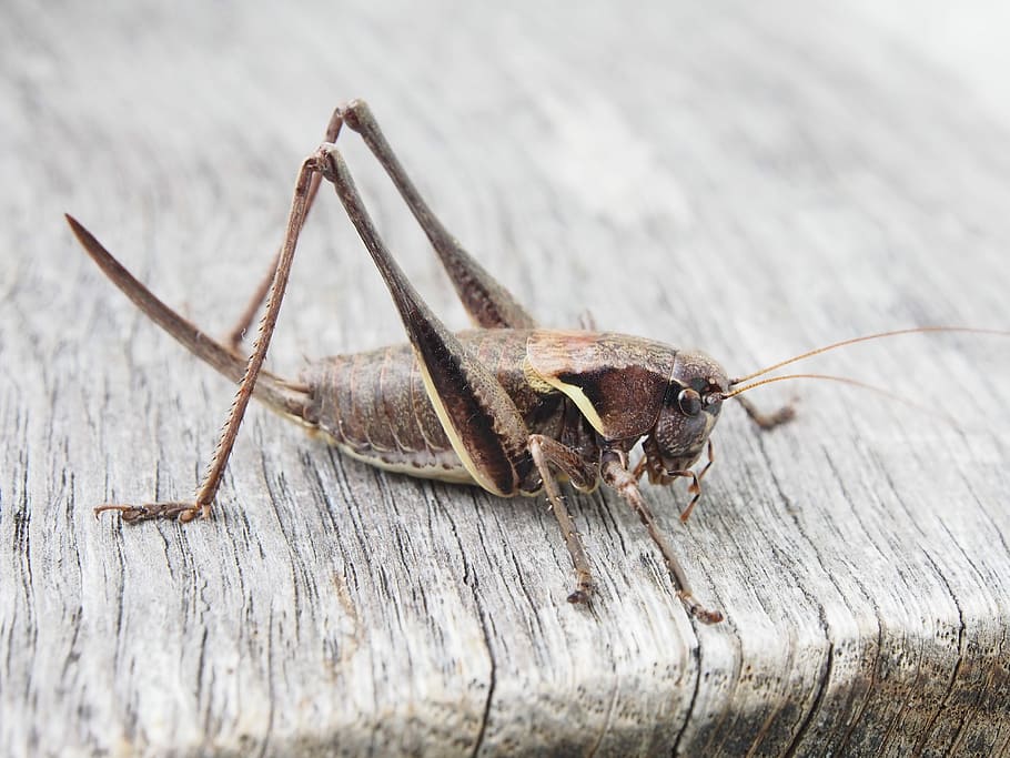 Grasshopper, Insect, Wood, Macro, one animal, animal themes HD wallpaper