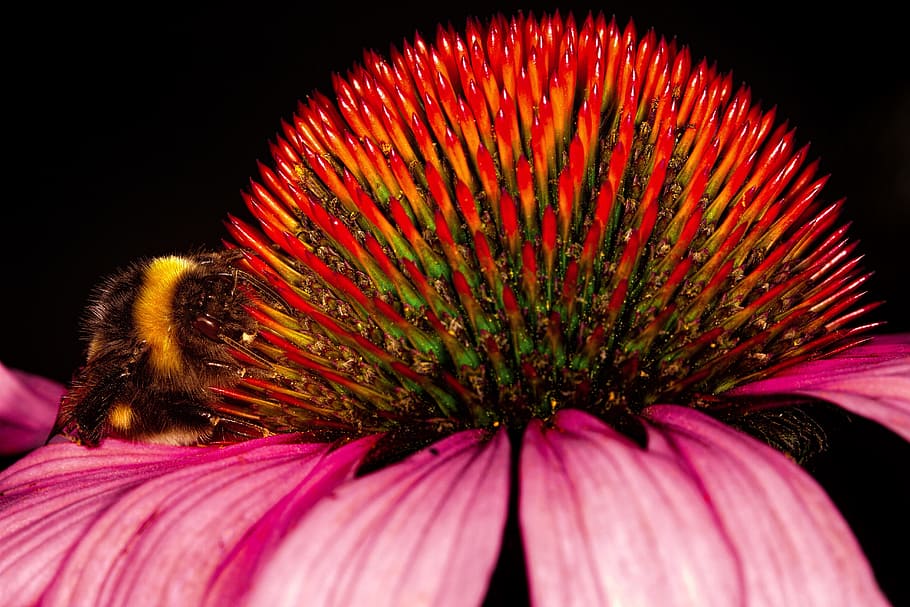 bug, bumblebee, euchinacea, flower, flowers, garden, animals HD wallpaper