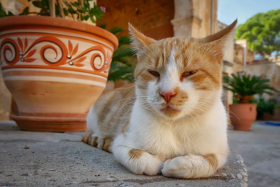 orange tabby cat beside orange floral vase, crete, monastery HD wallpaper