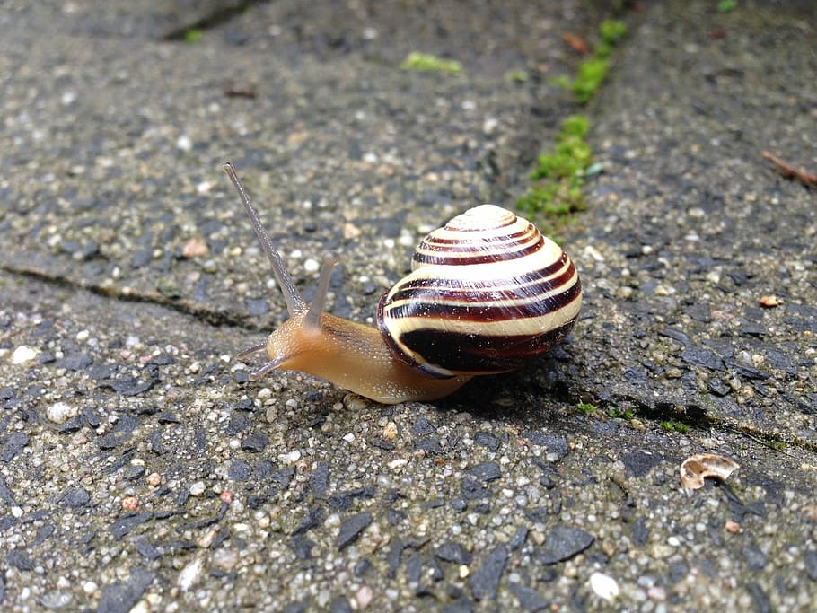 snail, paving stone, animal, shell, probe, animal wildlife HD wallpaper