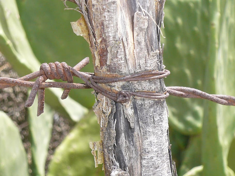 barbed wire, fence, limit, stop, caught, prison, risk, pile HD wallpaper