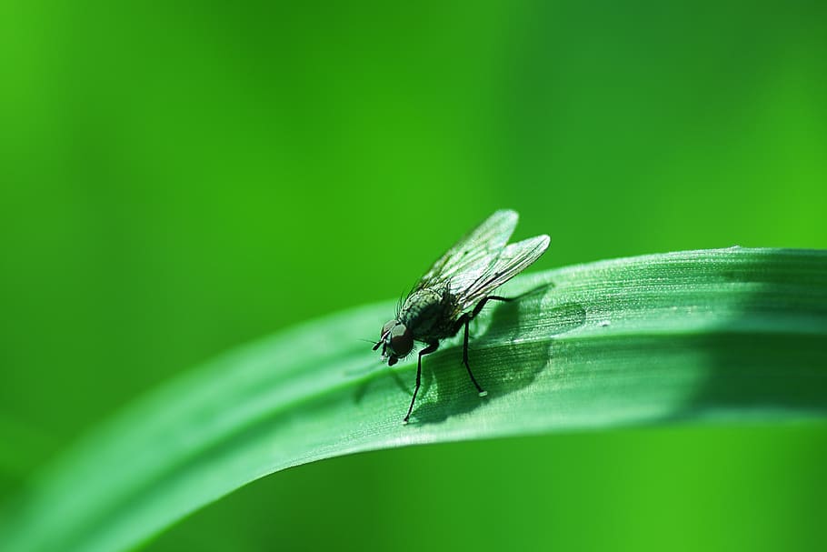 insect, nature, leaf, fly, invertebrate, animal themes, animal wildlife HD wallpaper