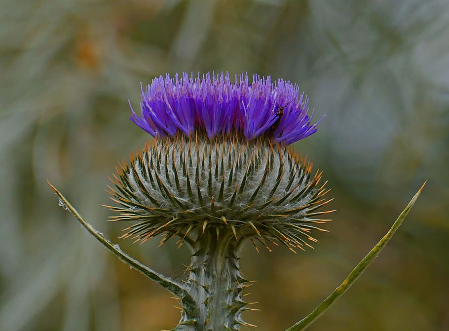selective focus photography of purple thistle flower, Blossom, HD wallpaper