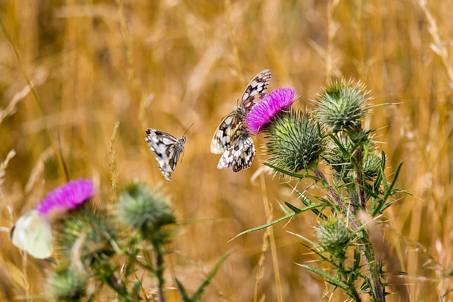 butterfly, insect, white, nature, flower, summer, butterfly - Insect HD wallpaper