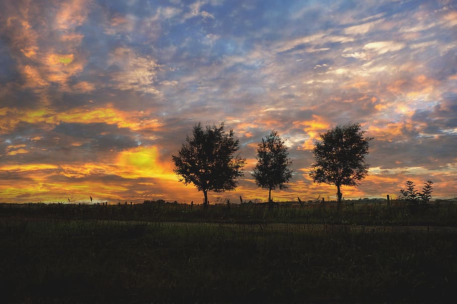 Trees, Sunrise, Mood, Skies, sky, landscape, nature, morgenstimmung HD wallpaper
