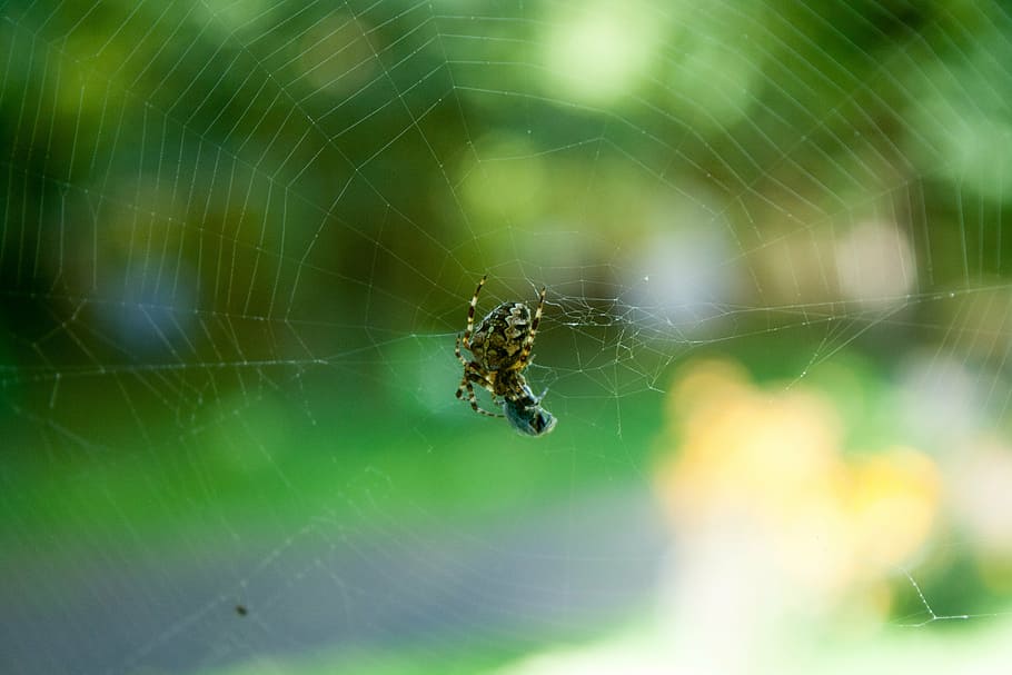 spider, fly, victim, spider web, nature, macro, animal themes HD wallpaper