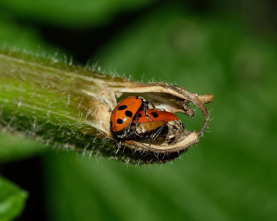 beetles, ladybug, macro, insects, reproduction, invertebrate HD wallpaper