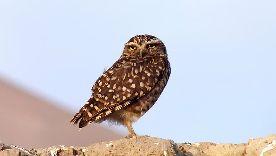 brown and white owl during daytime, chile, desert, bird, nature HD wallpaper