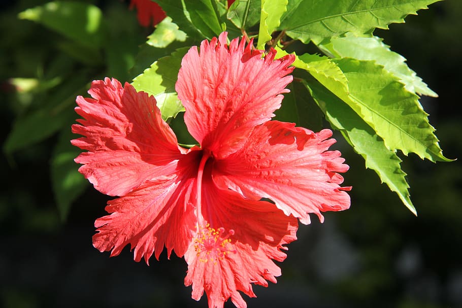 flower, sol, nature, flowering plant, petal, fragility, vulnerability HD wallpaper