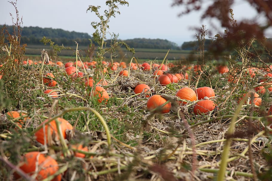 pumpkin, autumn, field, plant, growth, food, land, selective focus HD wallpaper