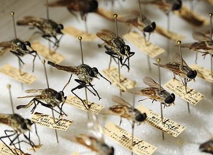 macro photography of insect collection, Mosquitoes, Entomology HD wallpaper