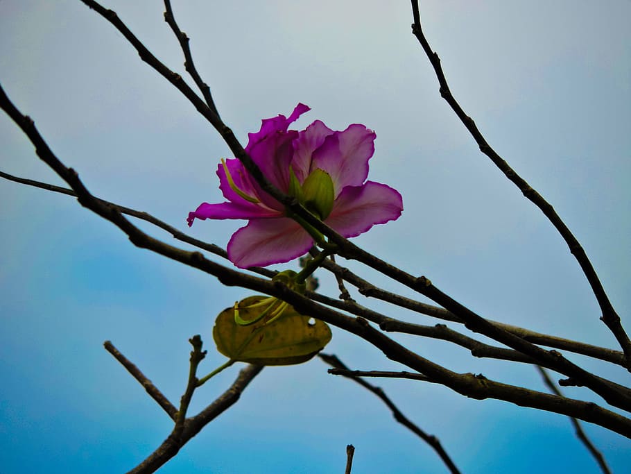 pink, flower, only, one, tree, alone, beautiful, plant, flowering plant HD wallpaper