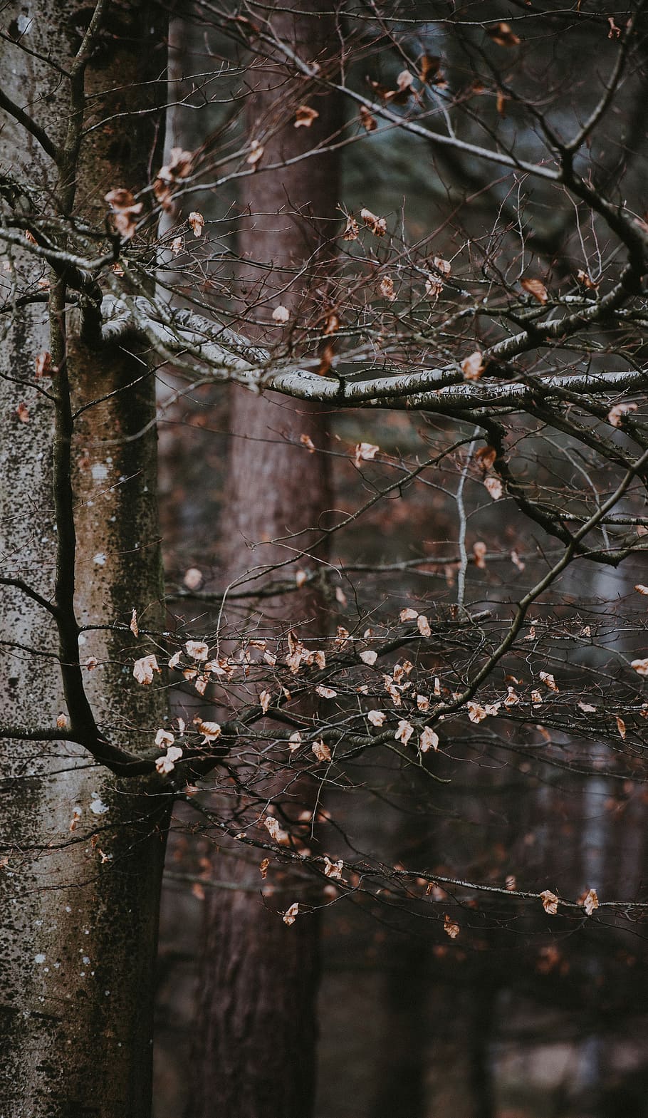 Autumn Leaves, bare tree with dried leaves, woodland, forest HD wallpaper