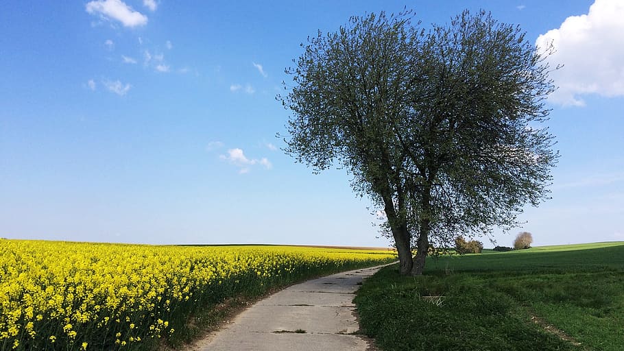 summer day, rapeseed fields, tree, blue sky, plant, landscape HD wallpaper