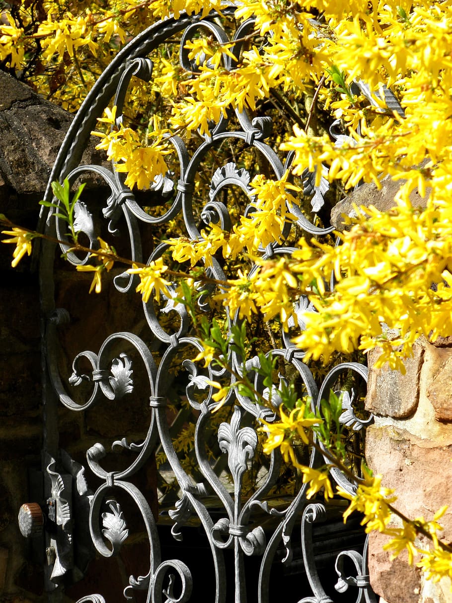 architecture, spring, germany, building, yellow, plant, flower HD wallpaper