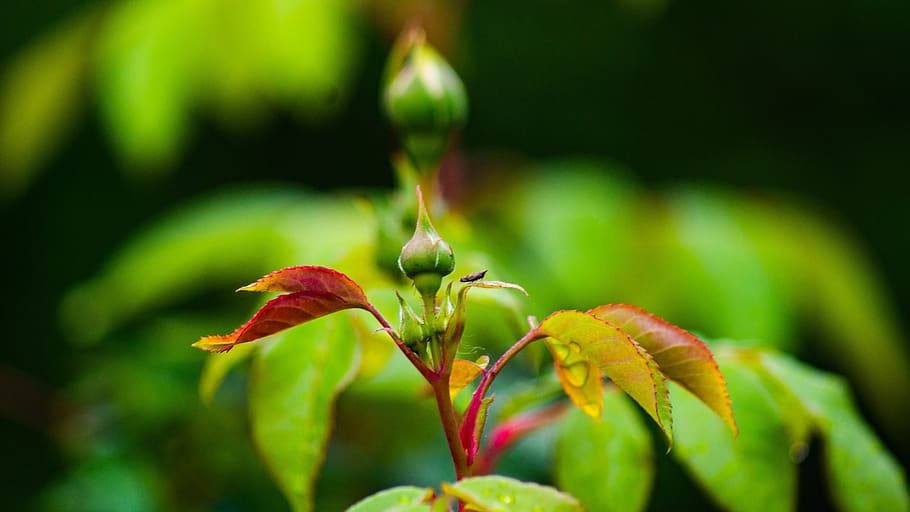 crabapple, bud, spring, plant, growth, close-up, beauty in nature HD wallpaper