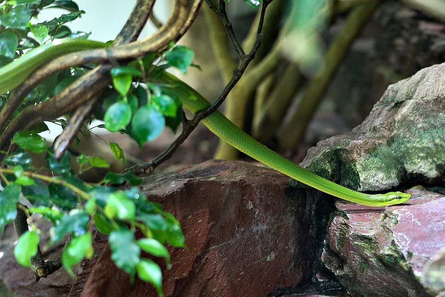 snake, zoo, reptile, nature, leaf, forest, plant, tree, growth HD wallpaper
