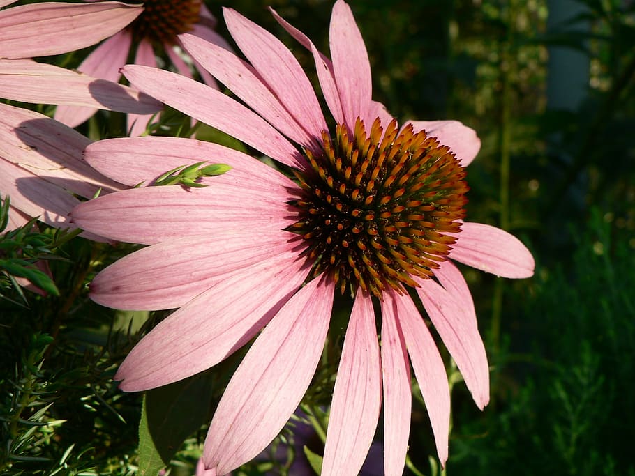 echinacea, flower, nature, flora, flowering plant, fragility HD wallpaper