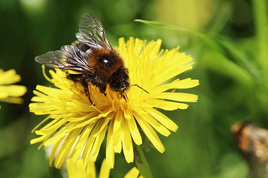 brown bee on top of yellow petaled flower, dandelion, bee pollen HD wallpaper