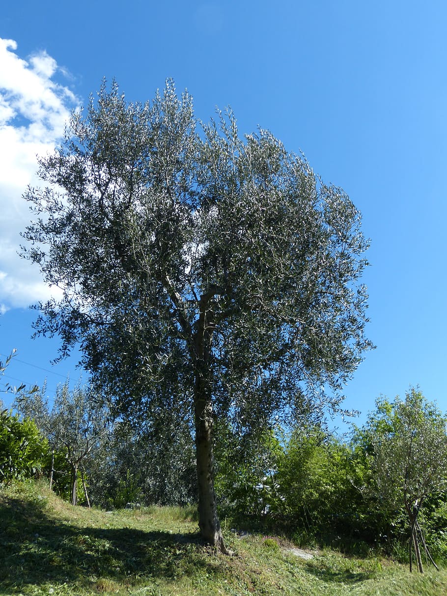 tree, olive tree, olea europaea, real tree, olive crop, oleaceae HD wallpaper
