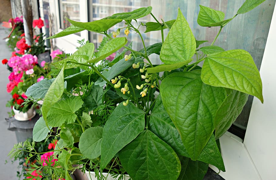 vegetable, plant, crop, beans, kitchen garden, growth, food HD wallpaper