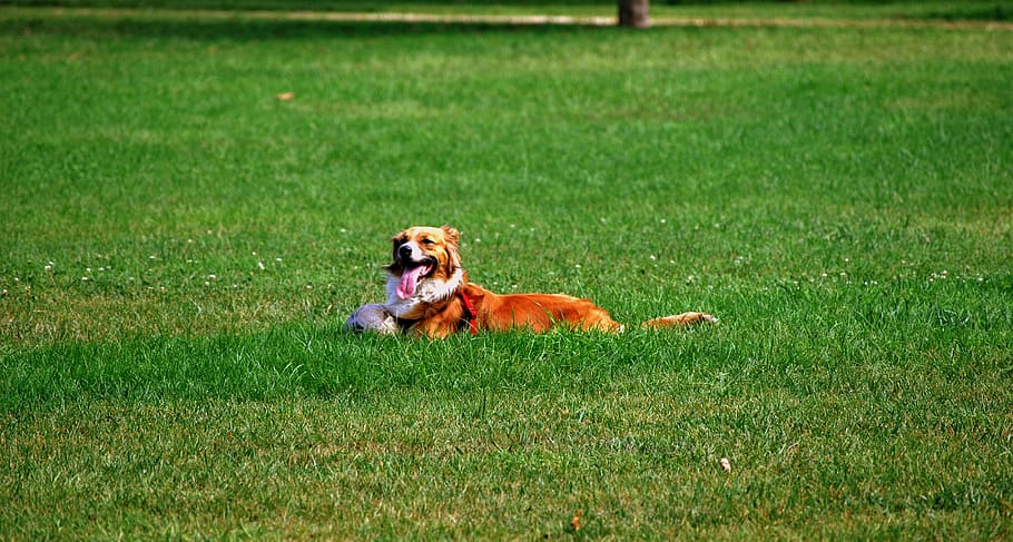 dog, prato, garden, outstretched, ball, nature, pet, grass HD wallpaper