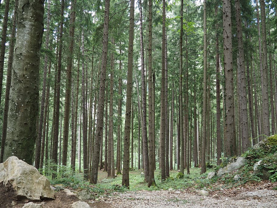 forest, nature, trees, log, plant, land, tree trunk, tranquility HD wallpaper
