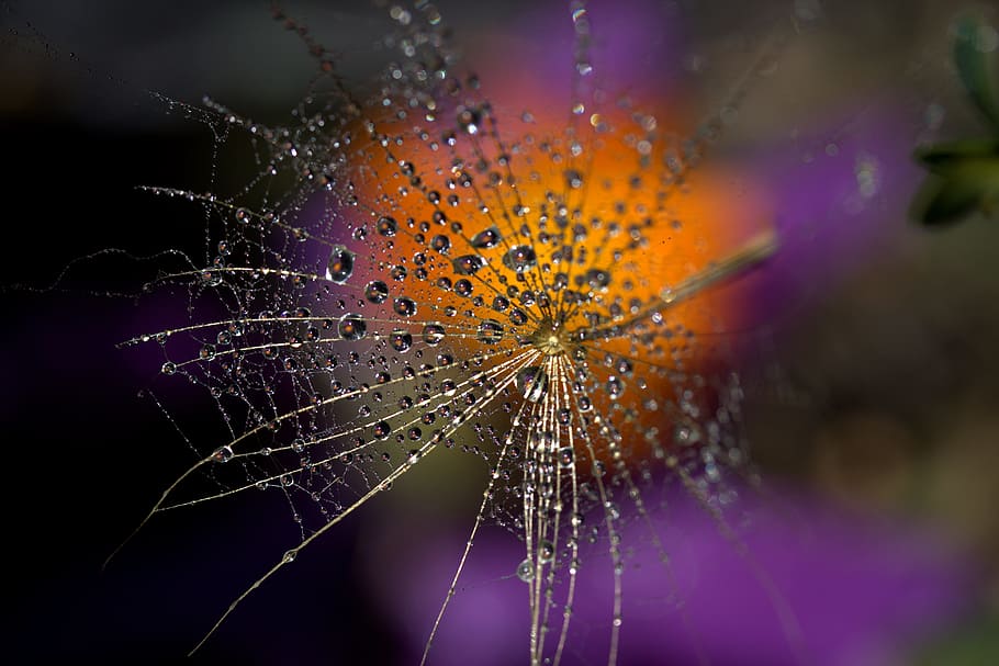 macro shot of spider web, dandelion, drops, water, plant, wet HD wallpaper