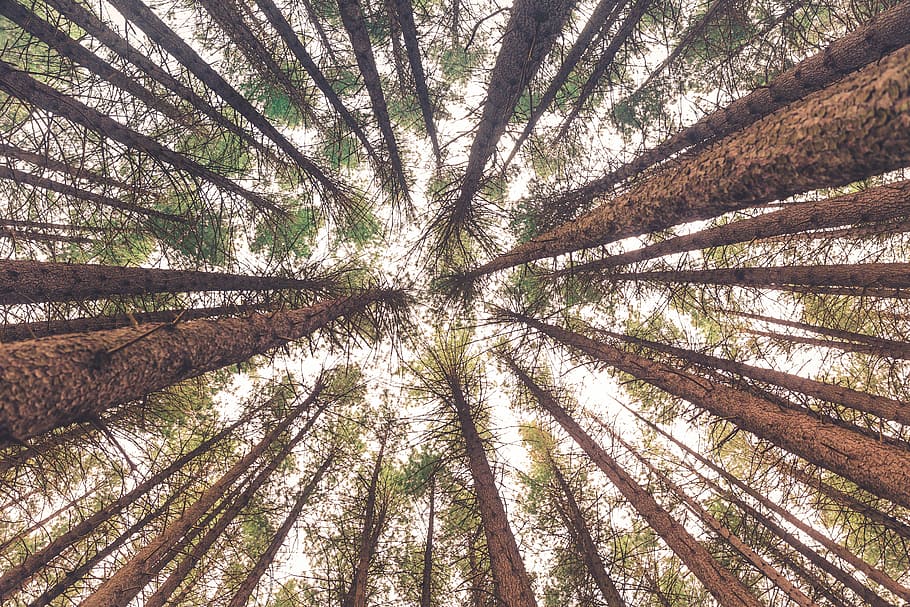 low angle view of trees, worms eyeview of green trees, wood, forest HD wallpaper