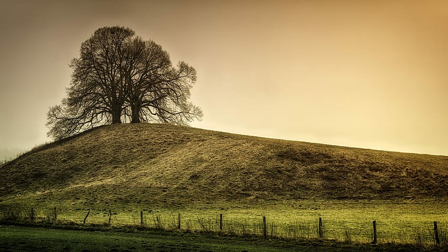 tree on green grass field, hill, landscape, nature, meadow HD wallpaper