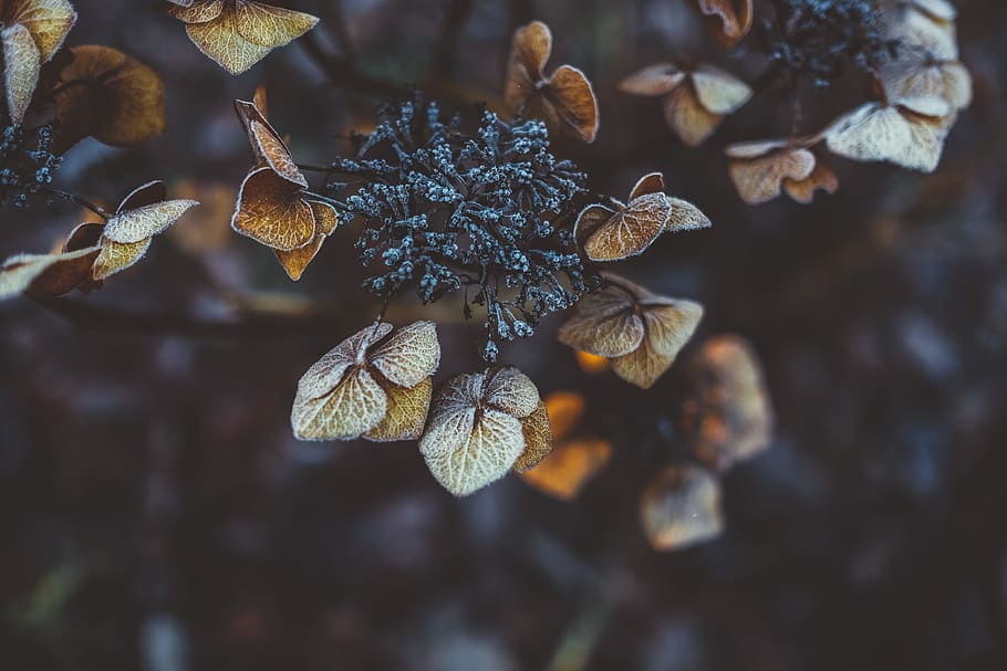 selective focus photography of brown leafed plant, brown petal flower in shallow focus photography HD wallpaper