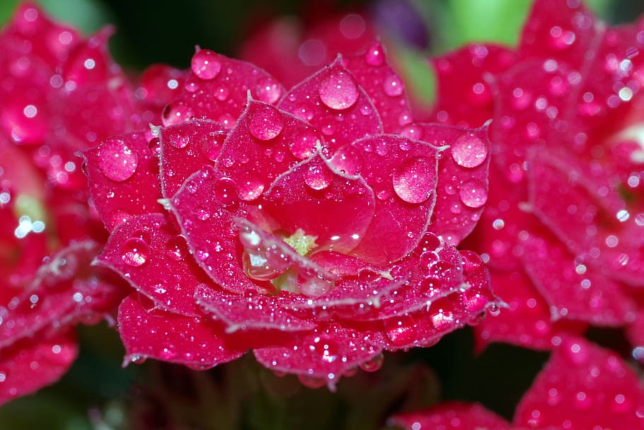 rosa, drops, flower, raspberry, red, water, shine, macro, closeup, HD wallpaper