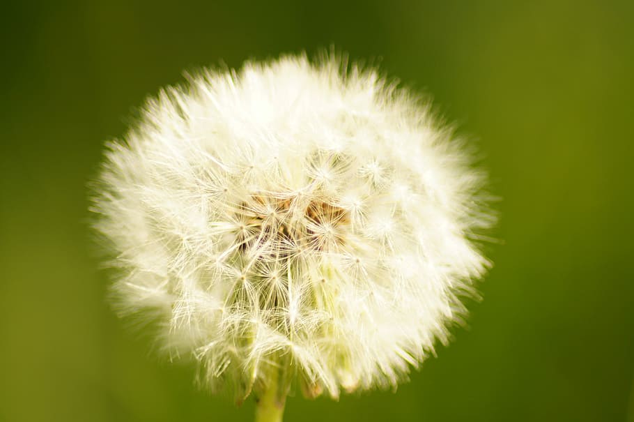 dandelion, nature, flower, flowering plant, fragility, freshness HD wallpaper