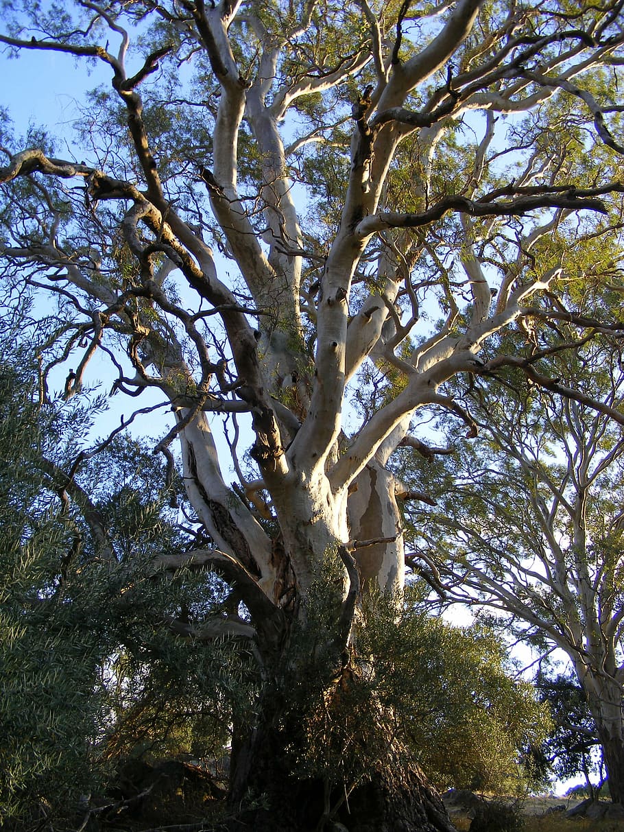 eucalyptus, tree, rubber tree, australian eucalyptus, eucalyptus tree HD wallpaper