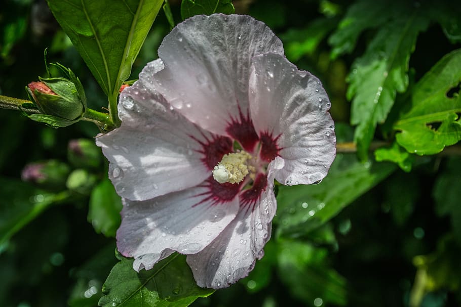 flower, raindrops, nature, beauty in nature, plant, growth HD wallpaper