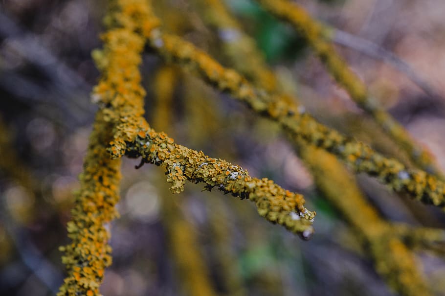 branch, label macro, wood texture, tree, babes, macro photography HD wallpaper
