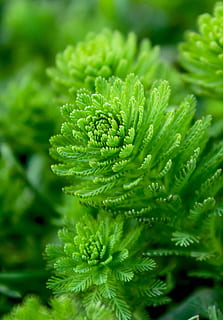 close-up photography of green leaf plant, water plant, moss HD wallpaper