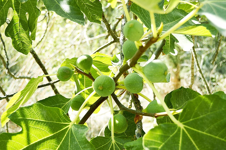 HD wallpaper: figs, fruits, fig tree, nature, green, leaf, plant part