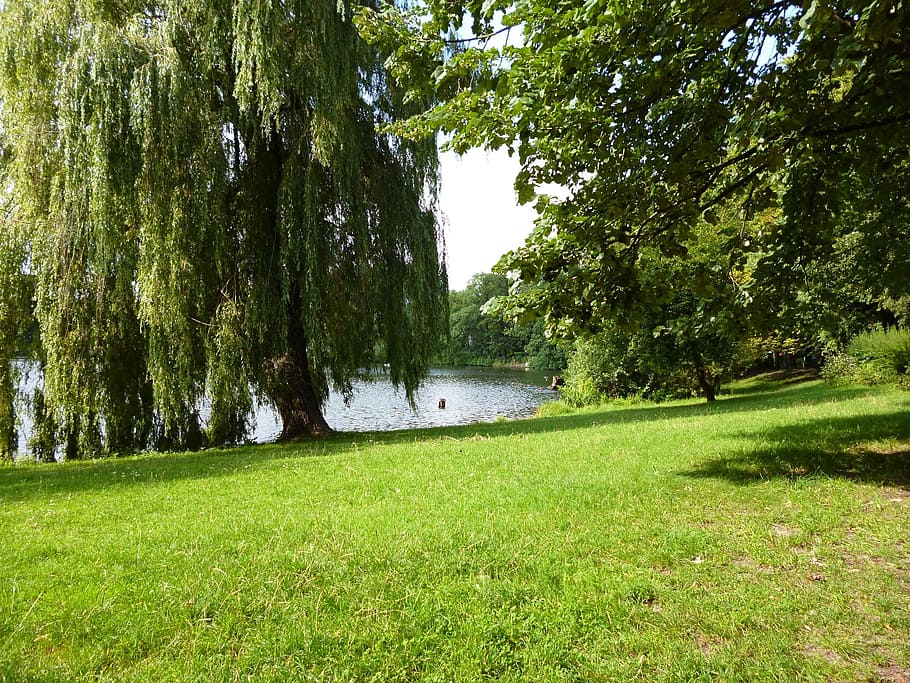 Lake, Trees, Grass, nature, green Color, outdoors, summer, landscape HD wallpaper