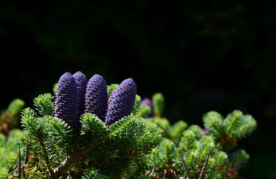 green leafed plant against black background, tap, conifer, blue HD wallpaper