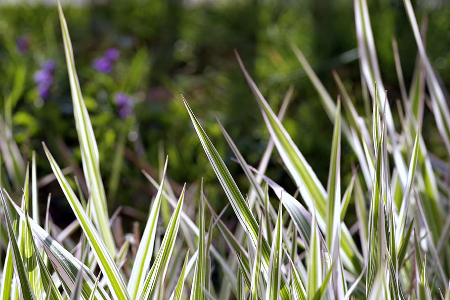 Grass, Tiger, Strips, Fancy, green, garden, blades, sharp, growth, HD wallpaper