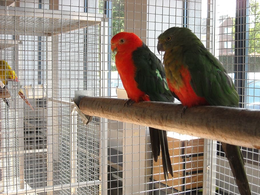 parakeets, small parrots, birds, pets, cage, red, green, torque, HD wallpaper