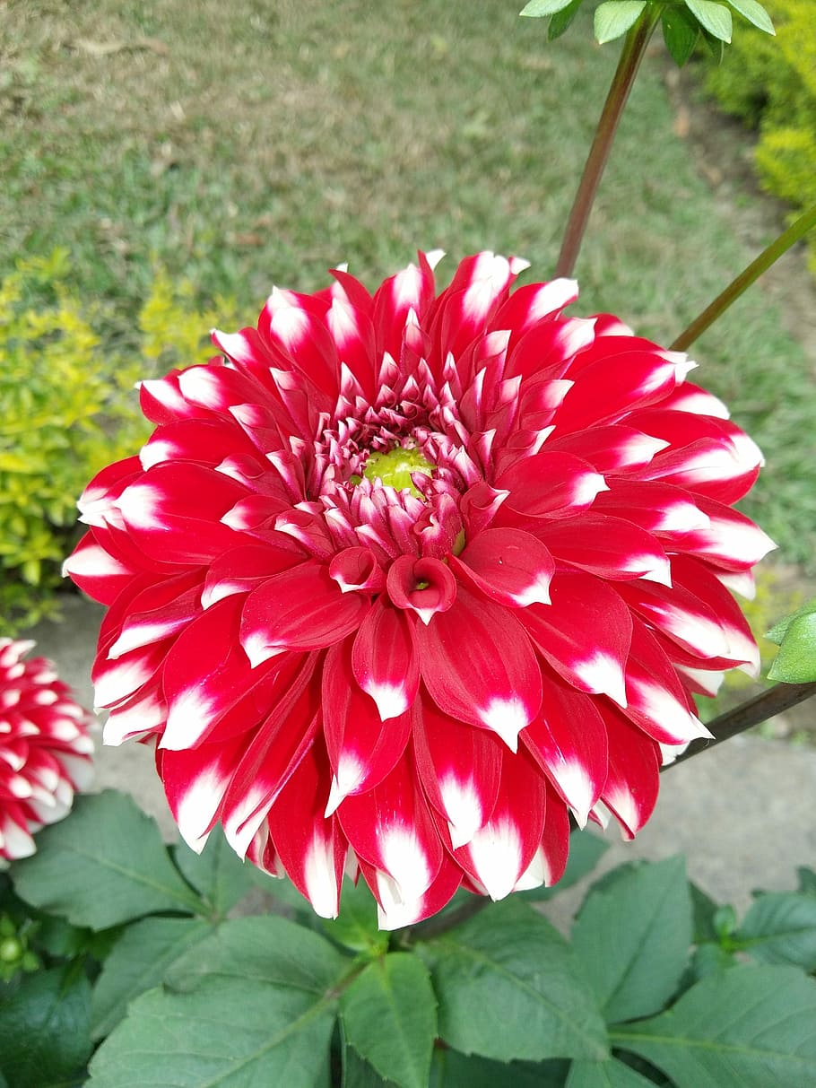 flower, nature, beautiful, flowering plant, freshness, vulnerability HD wallpaper